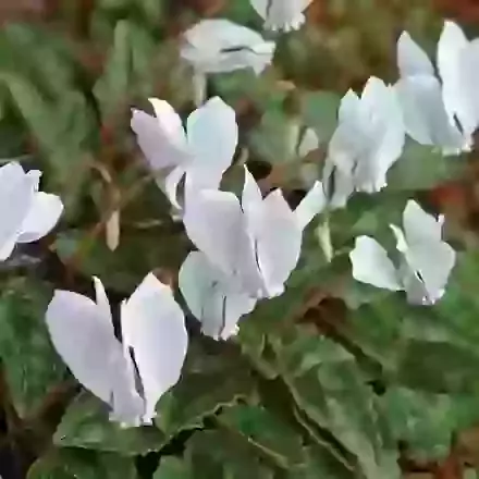 Hederifolium Album